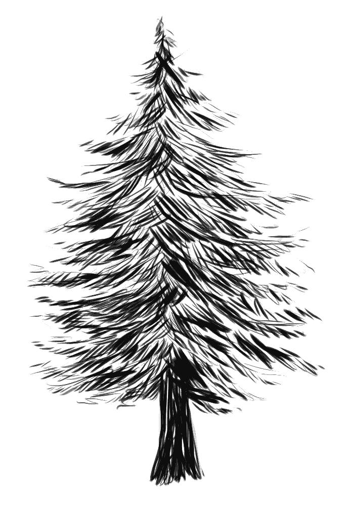 realistic hand-drawn pinetree drawing illustration