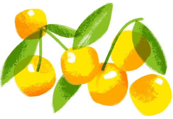 ilustracja grafika rysunek owoców mirabelki na etykietę opakowania naturalnej konfitury