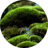 green decor logo inspiration: moss