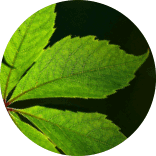 green decor logo inspiration: leaf shapes